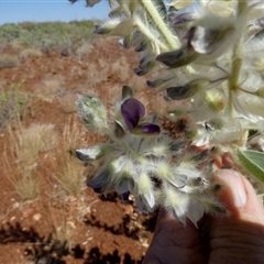 Cullen lachnostachys at Cane, WA - 8 Sep 2024 12:43 PM