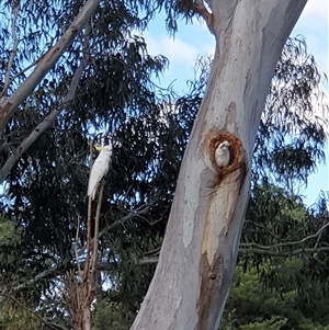 Cacatua galerita at Yarralumla, ACT - 9 Oct 2024 03:23 PM