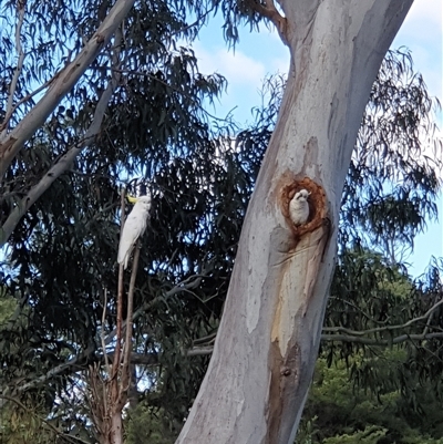 Cacatua galerita (Sulphur-crested Cockatoo) at Yarralumla, ACT - 9 Oct 2024 by Jeanette