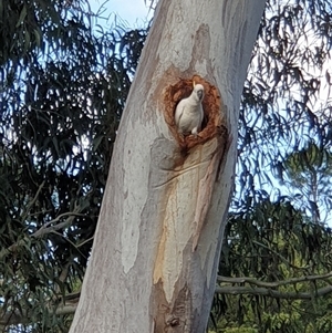 Cacatua galerita at Yarralumla, ACT - 9 Oct 2024 03:23 PM