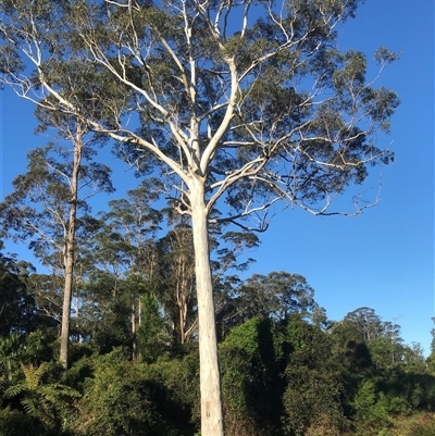 Eucalyptus maidenii at Murrah, NSW - 9 Oct 2024 by ludomcferran