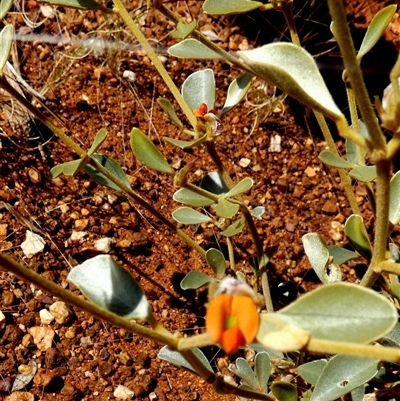Unverified Other Wildflower or Herb - 8 Sep 2024 by Paul4K