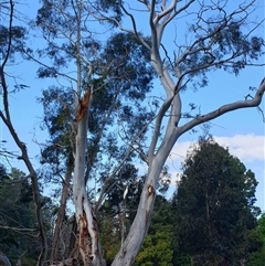 Eucalyptus bicostata at Yarralumla, ACT - 9 Oct 2024 by Jeanette