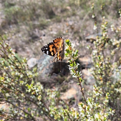 Brachyloma daphnoides (Daphne Heath) at Watson, ACT - 9 Oct 2024 by abread111