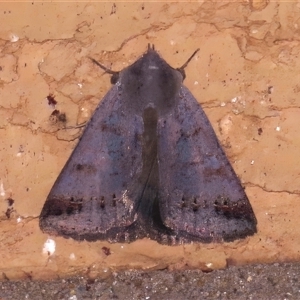 Pantydia diemeni at Wanniassa, ACT - 7 Oct 2024 09:01 PM