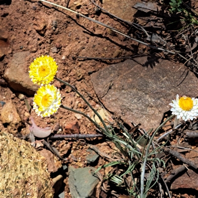 Leucochrysum albicans subsp. tricolor (Hoary Sunray) at Watson, ACT - 9 Oct 2024 by abread111