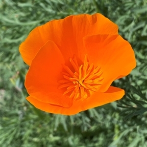 Eschscholzia californica at Queanbeyan East, NSW - 9 Oct 2024