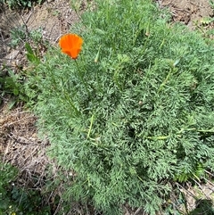 Eschscholzia californica at Queanbeyan East, NSW - 9 Oct 2024