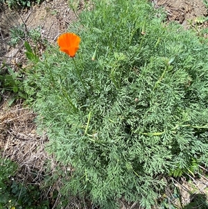 Eschscholzia californica at Queanbeyan East, NSW - 9 Oct 2024 02:11 PM