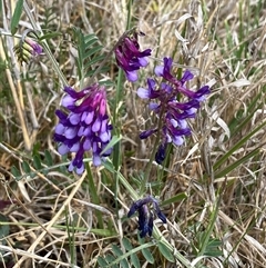 Vicia villosa (Russian Vetch) at Queanbeyan East, NSW - 9 Oct 2024 by SteveBorkowskis