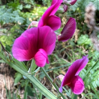 Lathyrus latifolius (Perennial Pea) at Queanbeyan East, NSW - 9 Oct 2024 by SteveBorkowskis