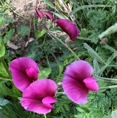 Lathyrus latifolius at Queanbeyan East, NSW - 9 Oct 2024