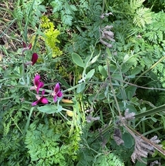 Lathyrus latifolius at Queanbeyan East, NSW - 9 Oct 2024