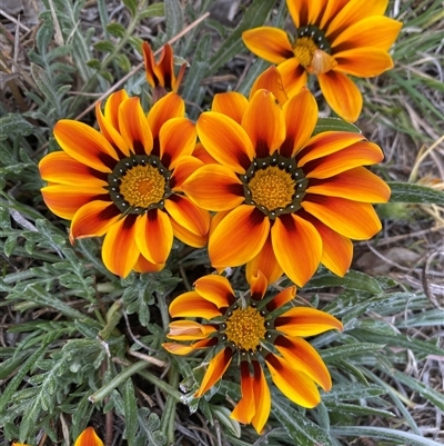 Gazania x splendens (Gazania) at Queanbeyan East, NSW - 9 Oct 2024 by SteveBorkowskis