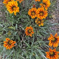 Gazania x splendens at Queanbeyan East, NSW - 9 Oct 2024