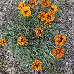 Gazania x splendens at Queanbeyan East, NSW - 9 Oct 2024