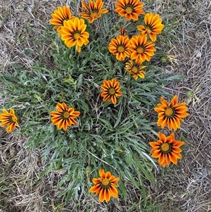 Gazania x splendens at Queanbeyan East, NSW - 9 Oct 2024 02:08 PM