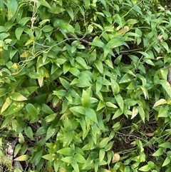 Asparagus asparagoides (Bridal Creeper, Florist's Smilax) at Queanbeyan East, NSW - 9 Oct 2024 by SteveBorkowskis