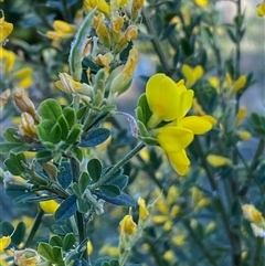 Genista monspessulana (Cape Broom, Montpellier Broom) at Weston, ACT - 9 Oct 2024 by SteveBorkowskis