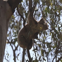 Phascolarctos cinereus (Koala) at Narrandera, NSW - 6 Oct 2024 by HappyWanderer