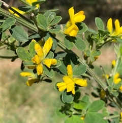 Genista monspessulana (Cape Broom, Montpellier Broom) at Weston, ACT - 9 Oct 2024 by SteveBorkowskis