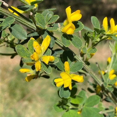 Genista monspessulana (Cape Broom, Montpellier Broom) at Weston, ACT - 9 Oct 2024 by SteveBorkowskis