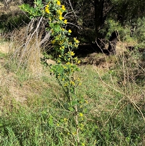 Genista monspessulana at Weston, ACT - 9 Oct 2024