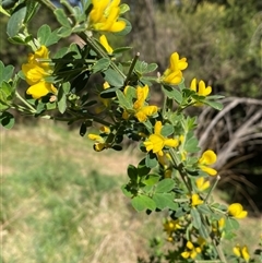 Genista monspessulana at Weston, ACT - 9 Oct 2024 03:57 PM