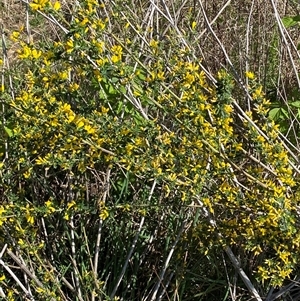 Genista monspessulana at Weston, ACT - 9 Oct 2024