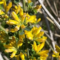 Genista monspessulana at Weston, ACT - 9 Oct 2024 03:52 PM