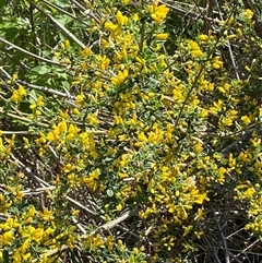 Genista monspessulana at Weston, ACT - 9 Oct 2024 03:52 PM