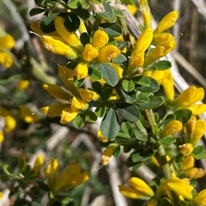 Genista monspessulana at Weston, ACT - 9 Oct 2024