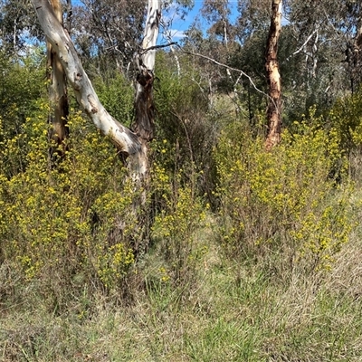 Genista monspessulana (Cape Broom, Montpellier Broom) at Royalla, NSW - 9 Oct 2024 by SteveBorkowskis