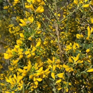 Genista monspessulana at Royalla, NSW - 9 Oct 2024