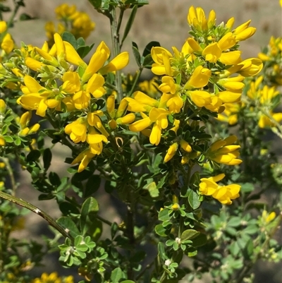 Genista monspessulana (Cape Broom, Montpellier Broom) at Royalla, NSW - 9 Oct 2024 by SteveBorkowskis