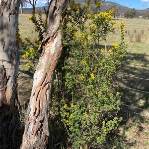 Genista monspessulana at Royalla, NSW - 9 Oct 2024 02:44 PM