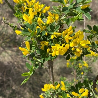 Genista monspessulana (Cape Broom, Montpellier Broom) at Queanbeyan East, NSW - 9 Oct 2024 by SteveBorkowskis