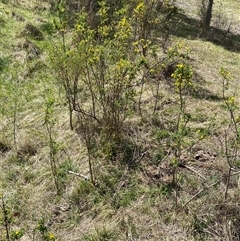 Genista monspessulana at Queanbeyan East, NSW - 9 Oct 2024