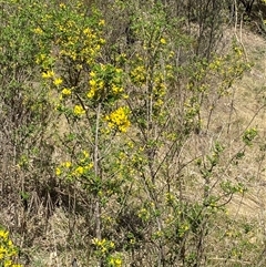 Genista monspessulana at Queanbeyan East, NSW - 9 Oct 2024