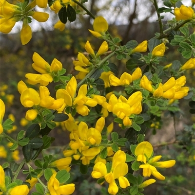 Genista monspessulana (Cape Broom, Montpellier Broom) at Queanbeyan East, NSW - 9 Oct 2024 by SteveBorkowskis