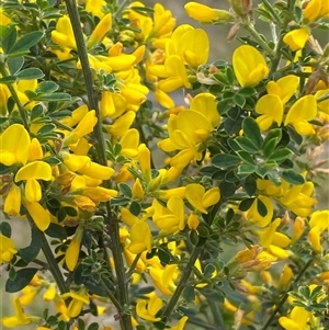 Genista monspessulana at Jerrabomberra, NSW - 9 Oct 2024