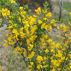 Genista monspessulana at Jerrabomberra, NSW - 9 Oct 2024