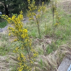 Genista monspessulana at Jerrabomberra, NSW - 9 Oct 2024