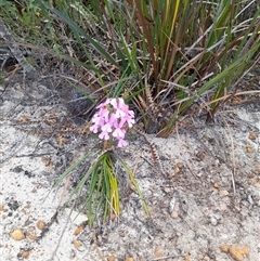 Stylidium (genus) (Trigger Plant) at Hopetoun, WA - 9 Oct 2024 by VanceLawrence