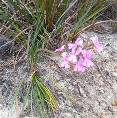 Stylidium (genus) at Hopetoun, WA - 9 Oct 2024 01:59 PM