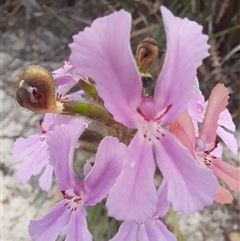Stylidium (genus) at Hopetoun, WA - 9 Oct 2024 01:59 PM