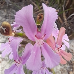 Stylidium (genus) at Hopetoun, WA - 9 Oct 2024 01:59 PM