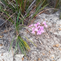 Stylidium (genus) at Hopetoun, WA - 9 Oct 2024 01:59 PM