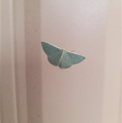 Chlorocoma (genus) at Hopetoun, WA - 9 Oct 2024 11:52 AM