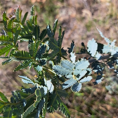 Acacia baileyana (Cootamundra Wattle, Golden Mimosa) at Watson, ACT - 9 Oct 2024 by abread111